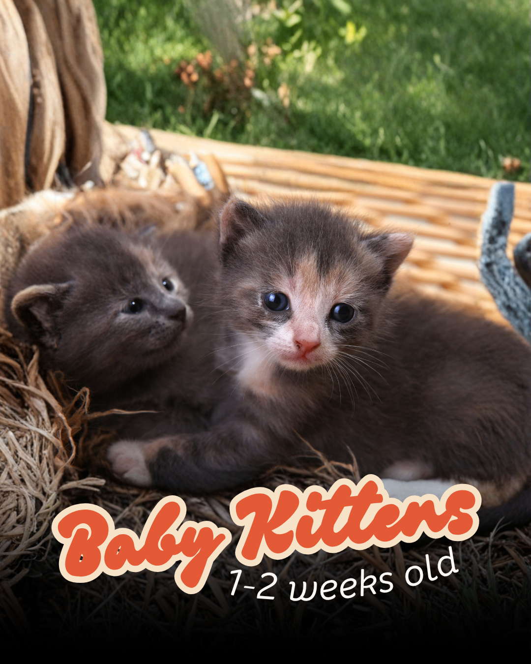 Baby kittens, 1-2 weeks old, eyes just opening