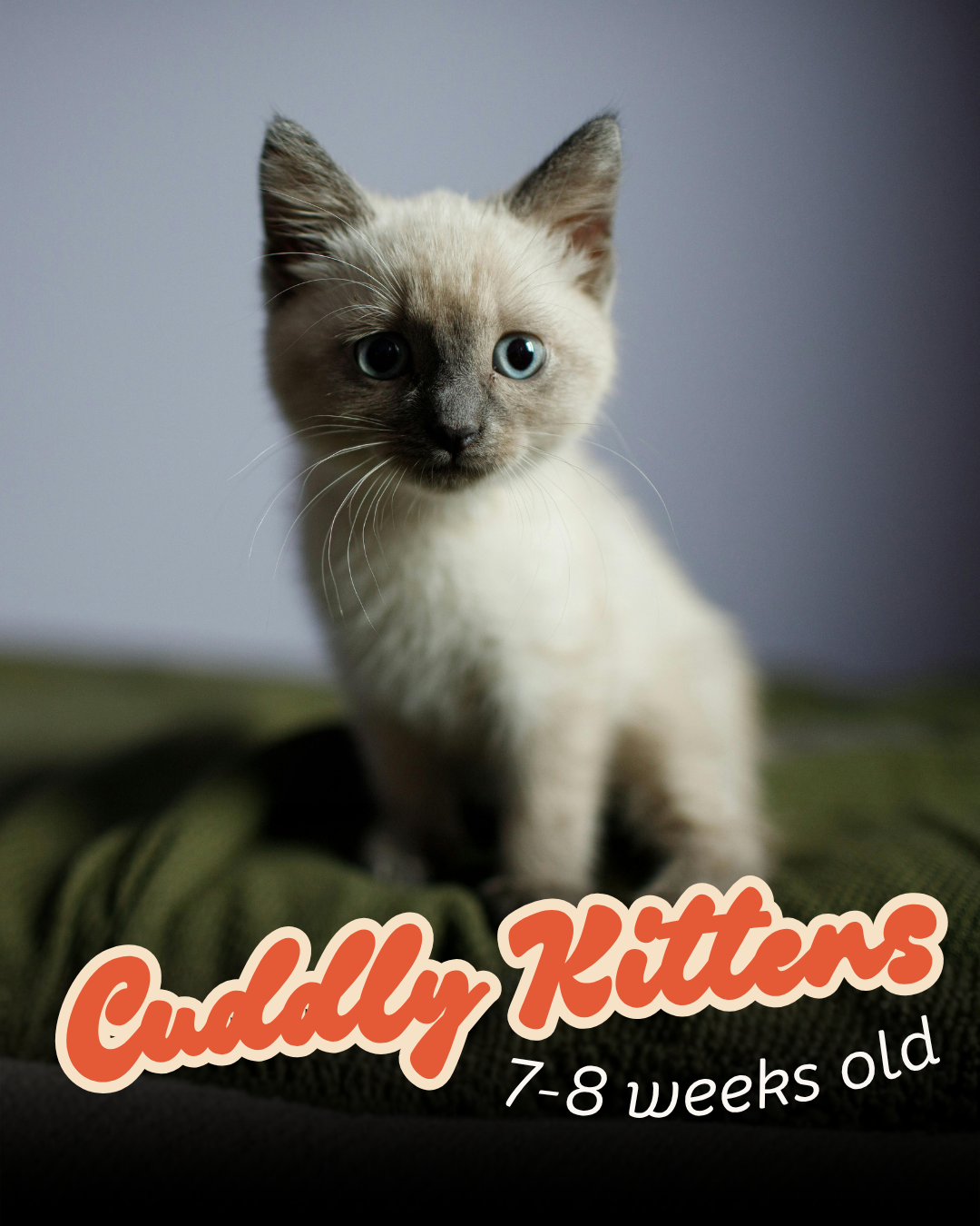 Cuddly kitten, 7-8 weeks old