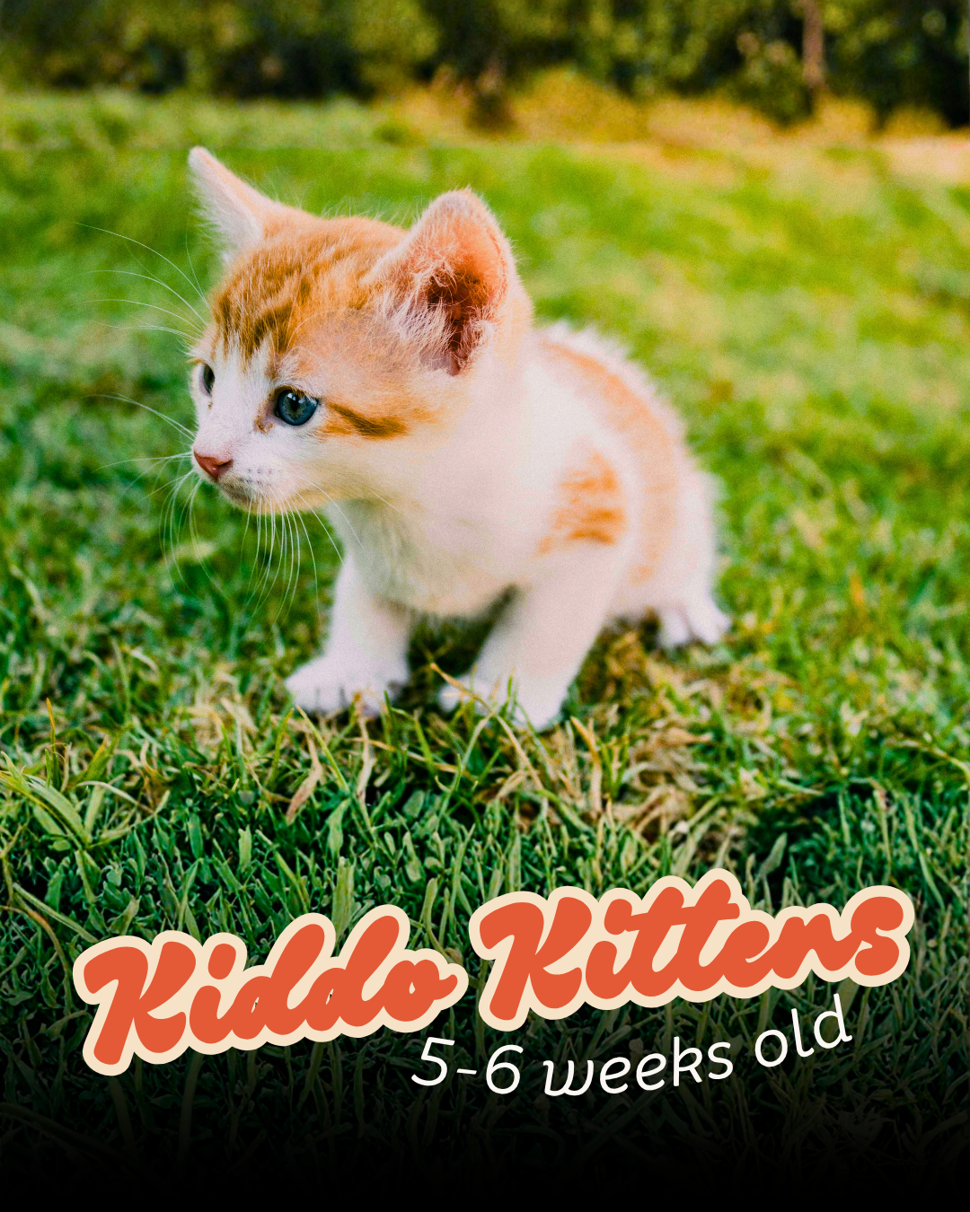 Kiddo kitten, 5-6 weeks old