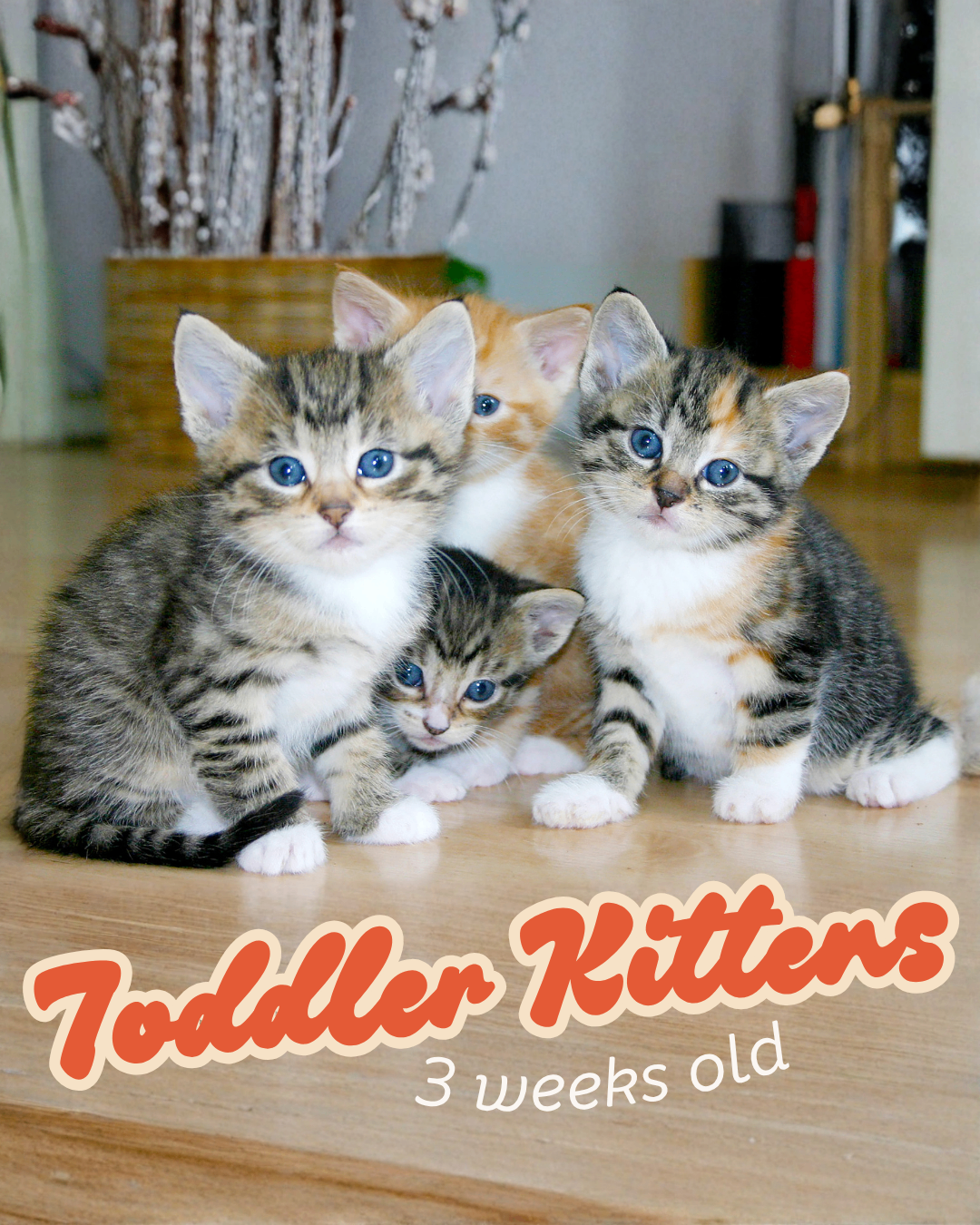 Toddler kittens, about 3 weeks old
