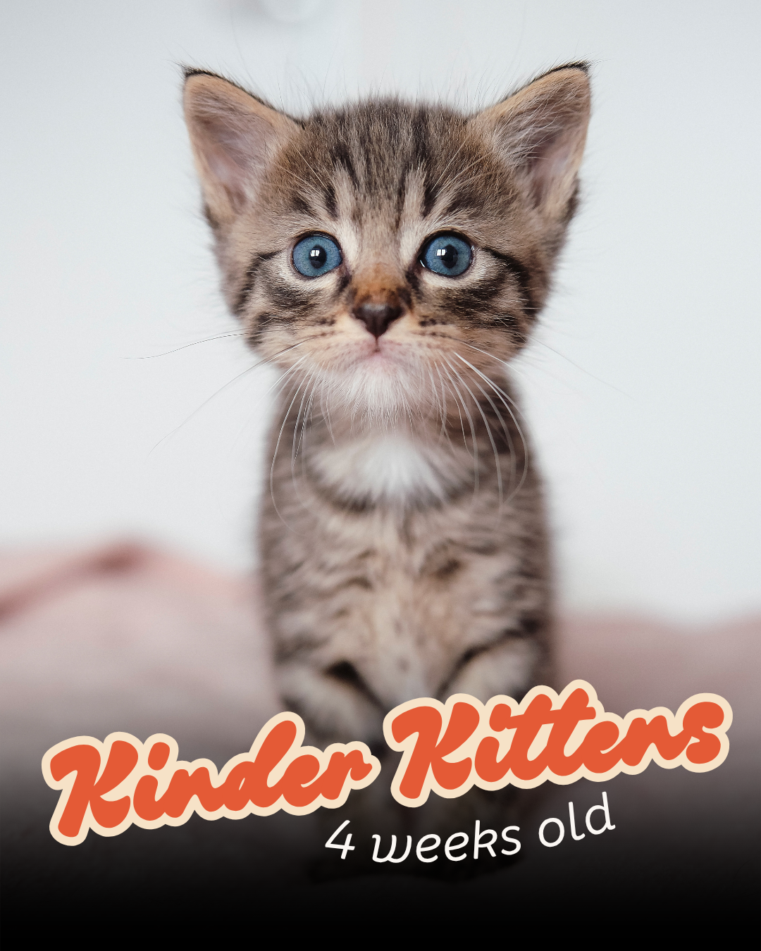 Kinder kitten, 4 weeks old